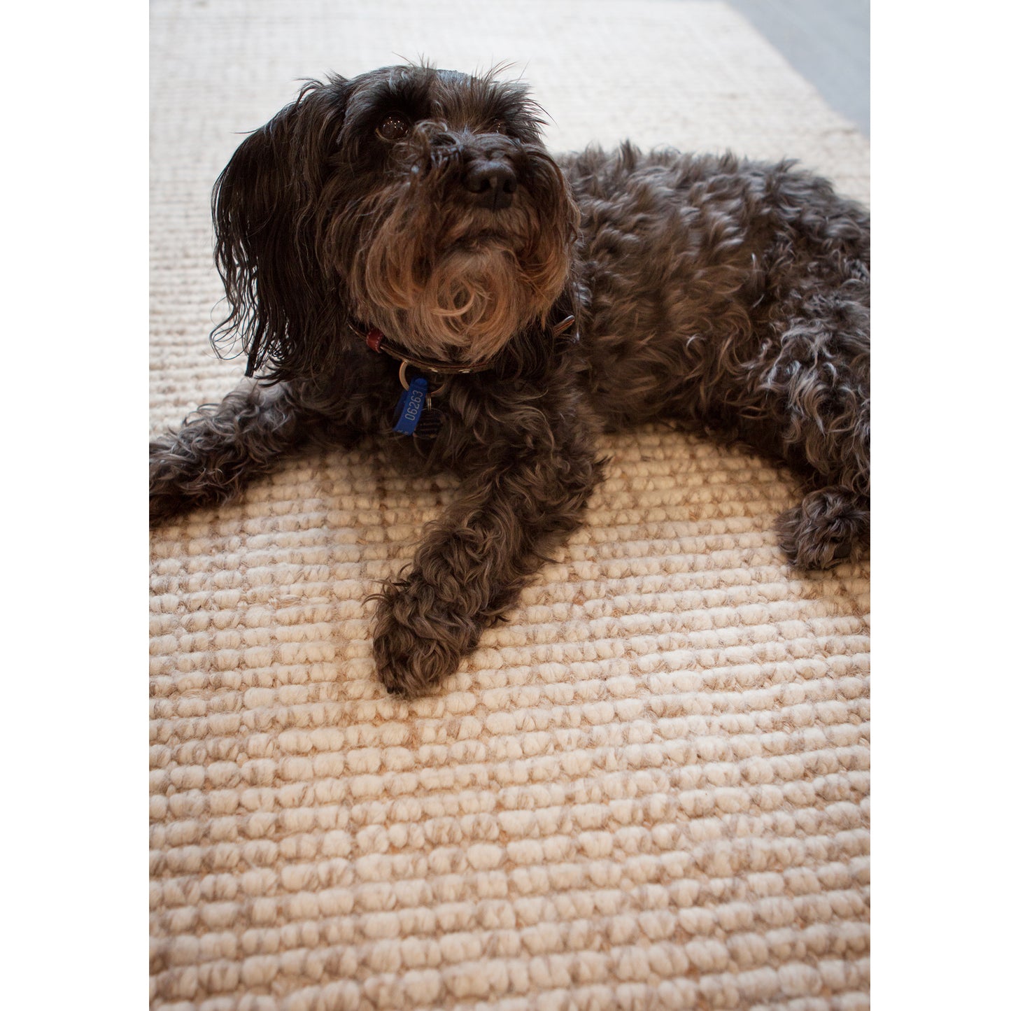 Wool and Jute Rugs